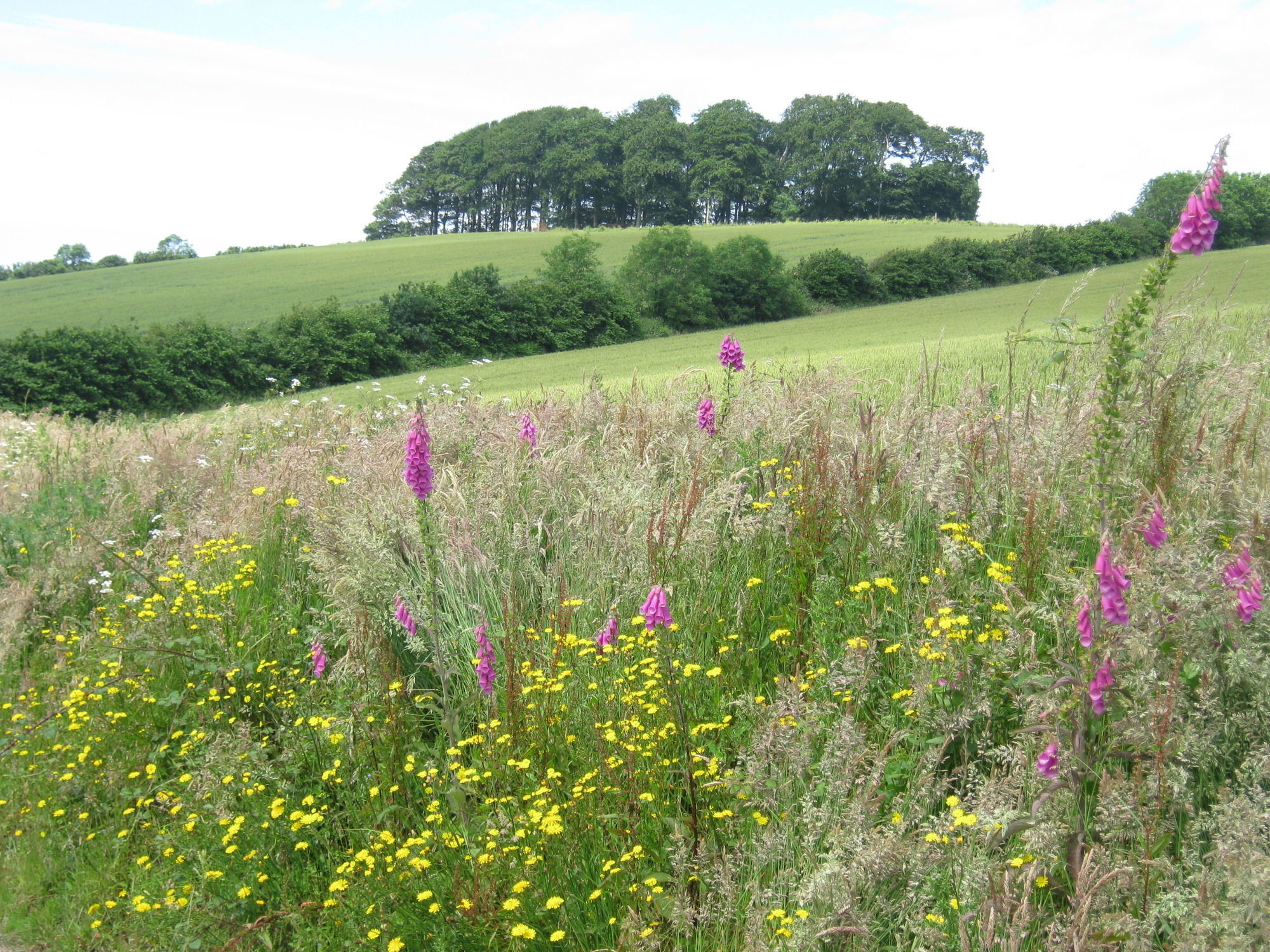 Hollamoor Farm Bed & Breakfast Barnstaple Dış mekan fotoğraf